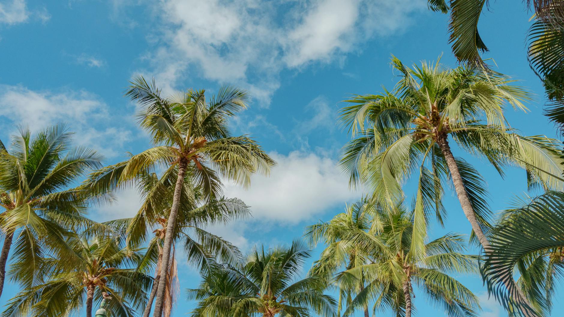 Wysokie palmy na tle błękitnego nieba w Honolulu